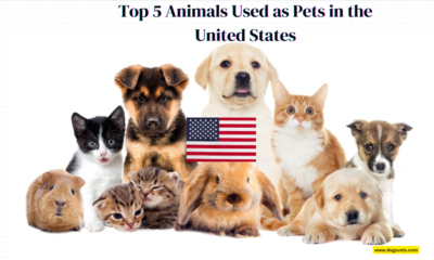 Top 5 Animals Used as Pets in the United States